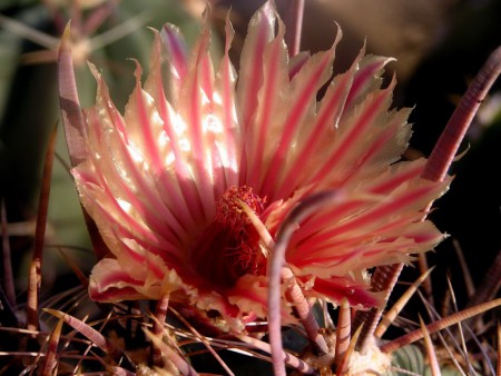 Ferocactus viscainensis